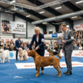 Hundeudstillinger i Danmark: Sådan deltager du som nybegynder